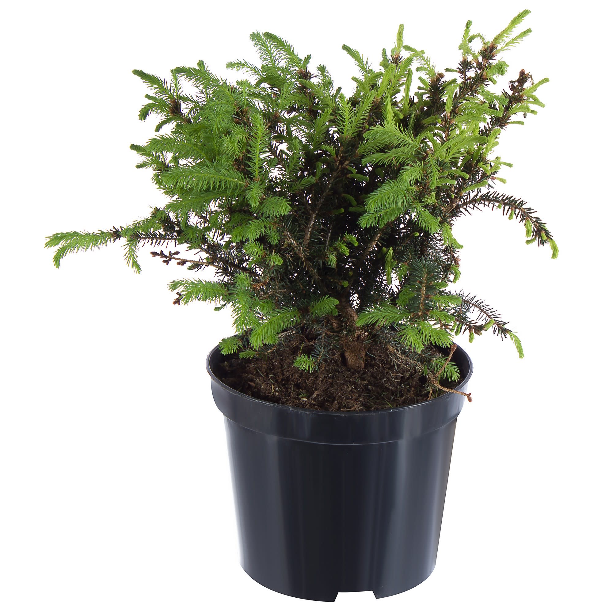 18383071 Ель сербская «Карел», 19х30-40 см Santreyd 