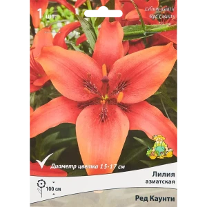Лилия азиатская Ред Каунти, 88659193 STLM-2004822
