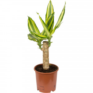 18785969 Плант микс 12х40 см