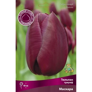Тюльпан триумф Маскара