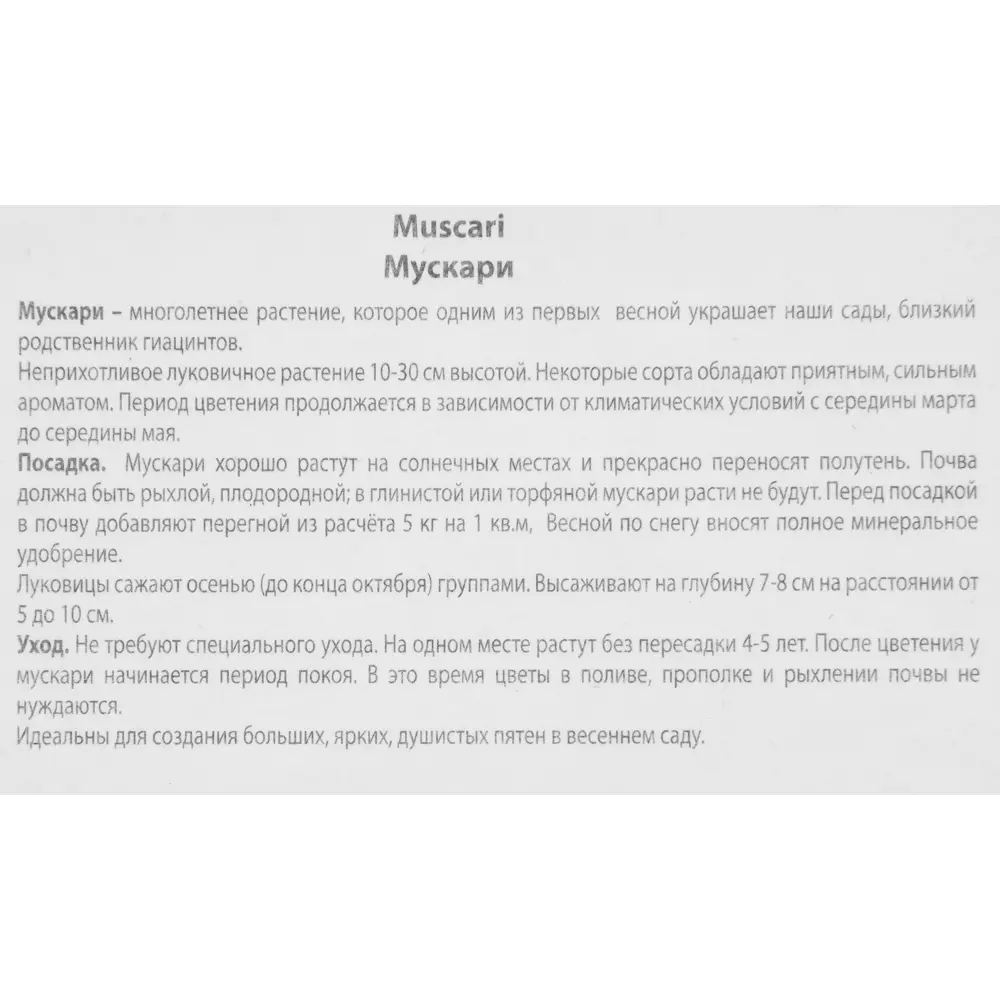 Мускари Биг Смайл от ПОИСК - 10 луковиц для яркого сада 85205642 STLM-1572069 - Вид №2