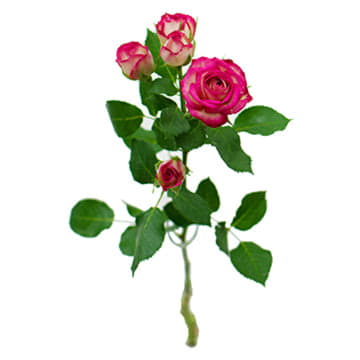 Роза тр халей 70 см Santreyd 24695 - Вид №1