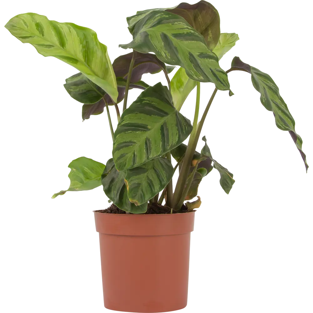 Santreyd Калатея микс - декоративное растение с узорчатыми листьями 82932702 STLM-0038096 - Вид №1