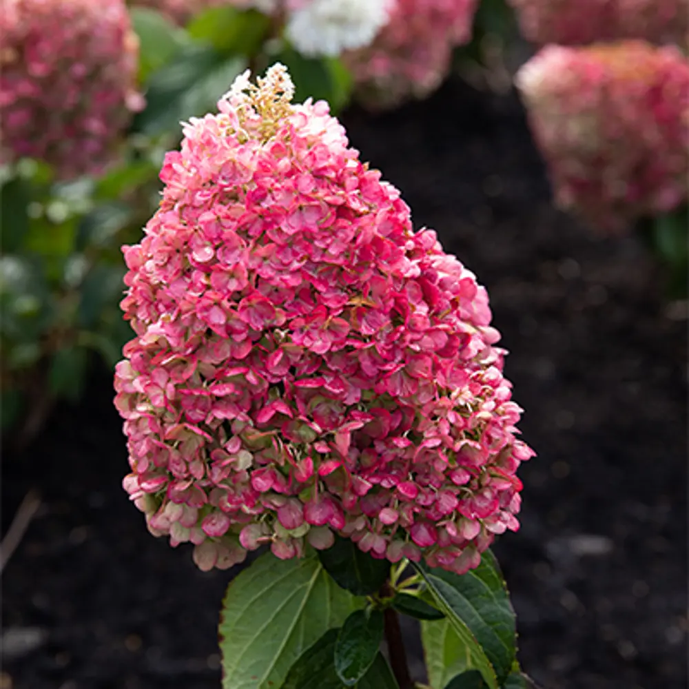 Гортензия метельчатая Пинки Промис от Santreyd - розовое цветение с лета до осени 89369804 STLM-0957659 - Вид №3