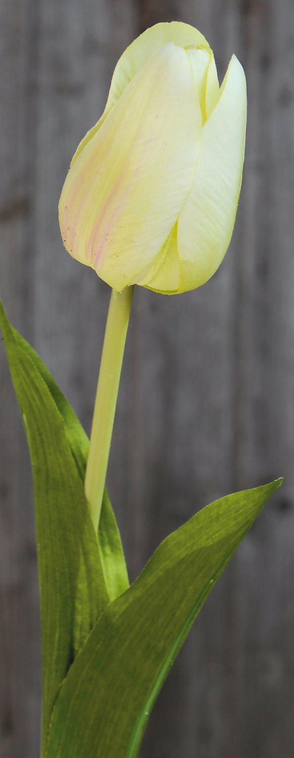 3115 788 a2 Искусственный тюльпан, 57 см, real touch, бежево-зеленый H-andreas  - Вид №6