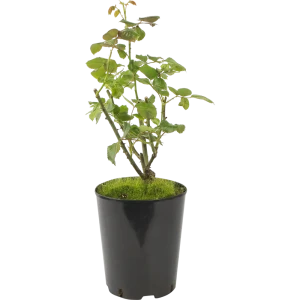 Роза чайно-гибридная «Сейко» жёлтая 19x55 см