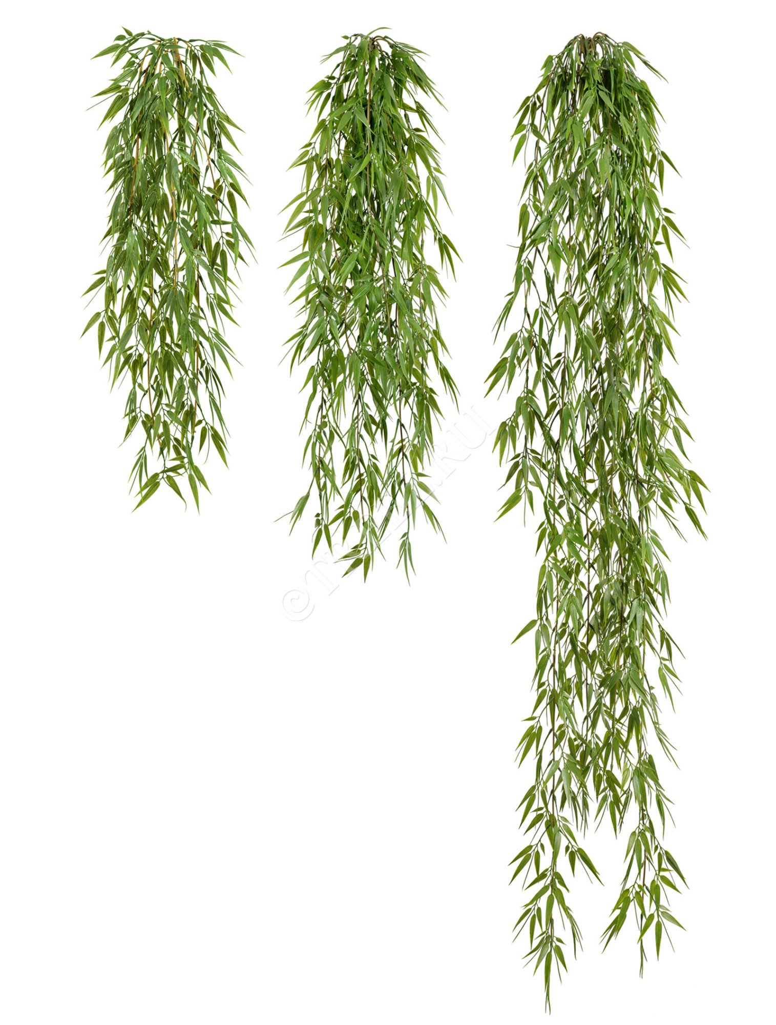 20.1415S Бамбук ампельный Цветочная коллекция 