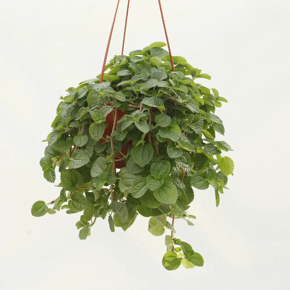 Santreyd Пилея монетолистная — живой ковер из изумрудных листьев в кашпо 89338377 STLM-1527323