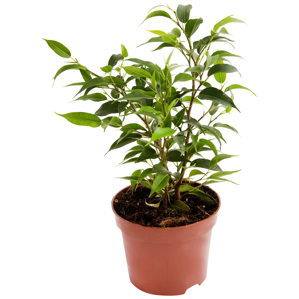 Santreyd Фикус Бенджамина Наташа — элегантный акцент вашего интерьера 13799237 STLM-0003796