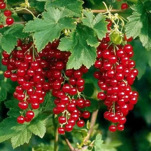 Смородина красная Голландская красная