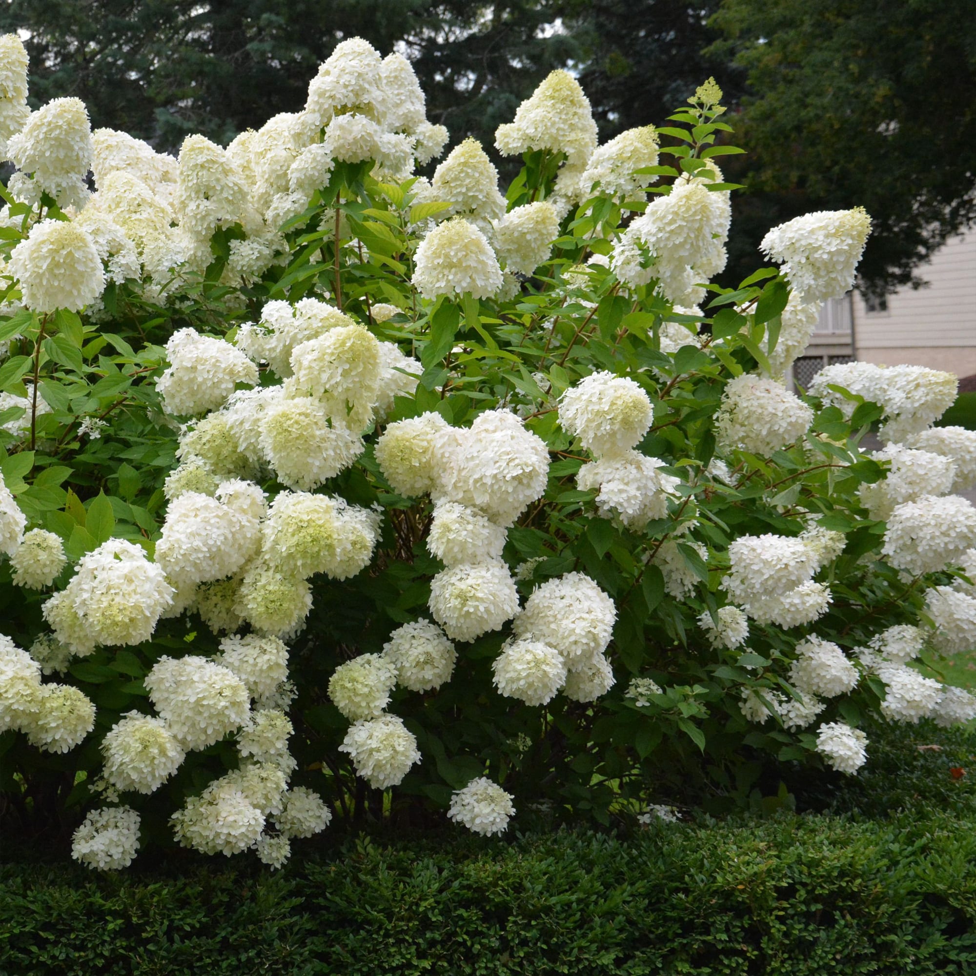 82237731 Гортензия метельчатая «Лайм Лайт» С2 Н 20 см Santreyd  - Вид №1