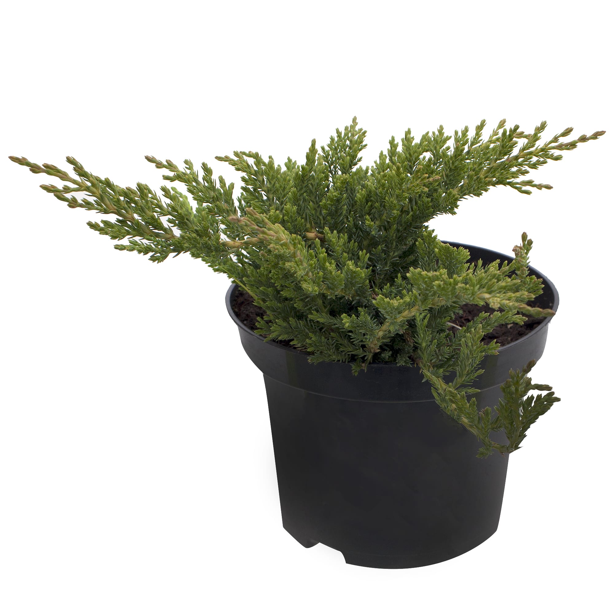 18383003 Можжевельник горизонтальный «Принц Оф Уэльс», 17х25-30 см Santreyd 