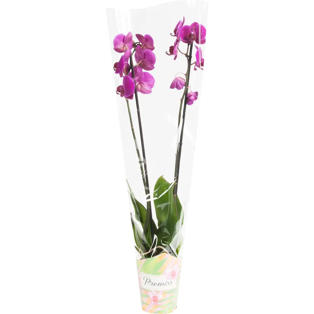 Santreyd Фаленопсис - изящная орхидея с двумя цветоносами 13534191 STLM-0003274 - Вид №2