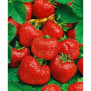 Земляника садовая Вима Тарда