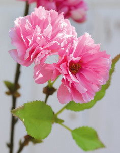 3087 515 a3 Ветка сакуры, 76 см, розовая H-andreas