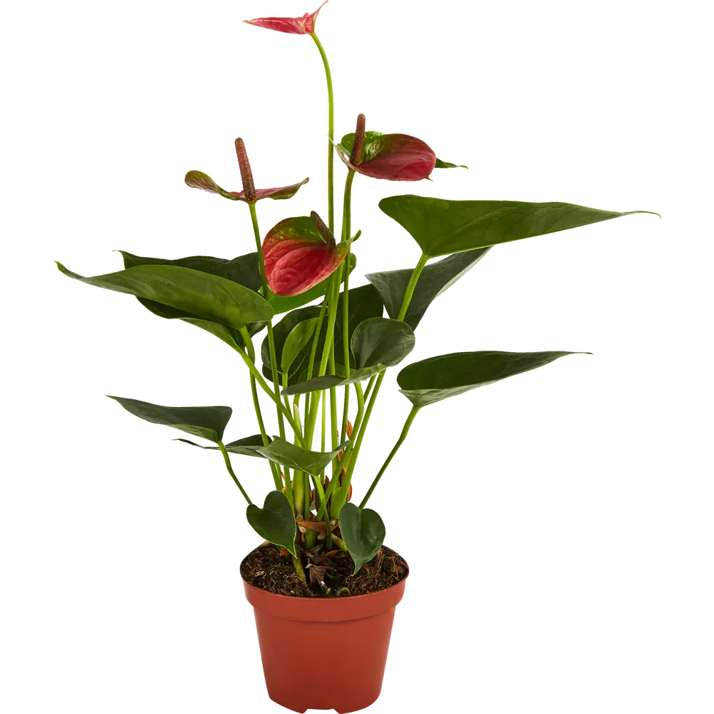 Антуриум Santreyd - экзотический цветок мужское счастье 83738759 STLM-0044146 - Вид №4