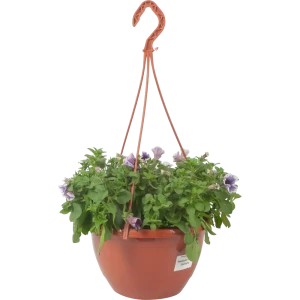 Santreyd Петуния ампельная - пышное цветение для сада и балкона 83597582