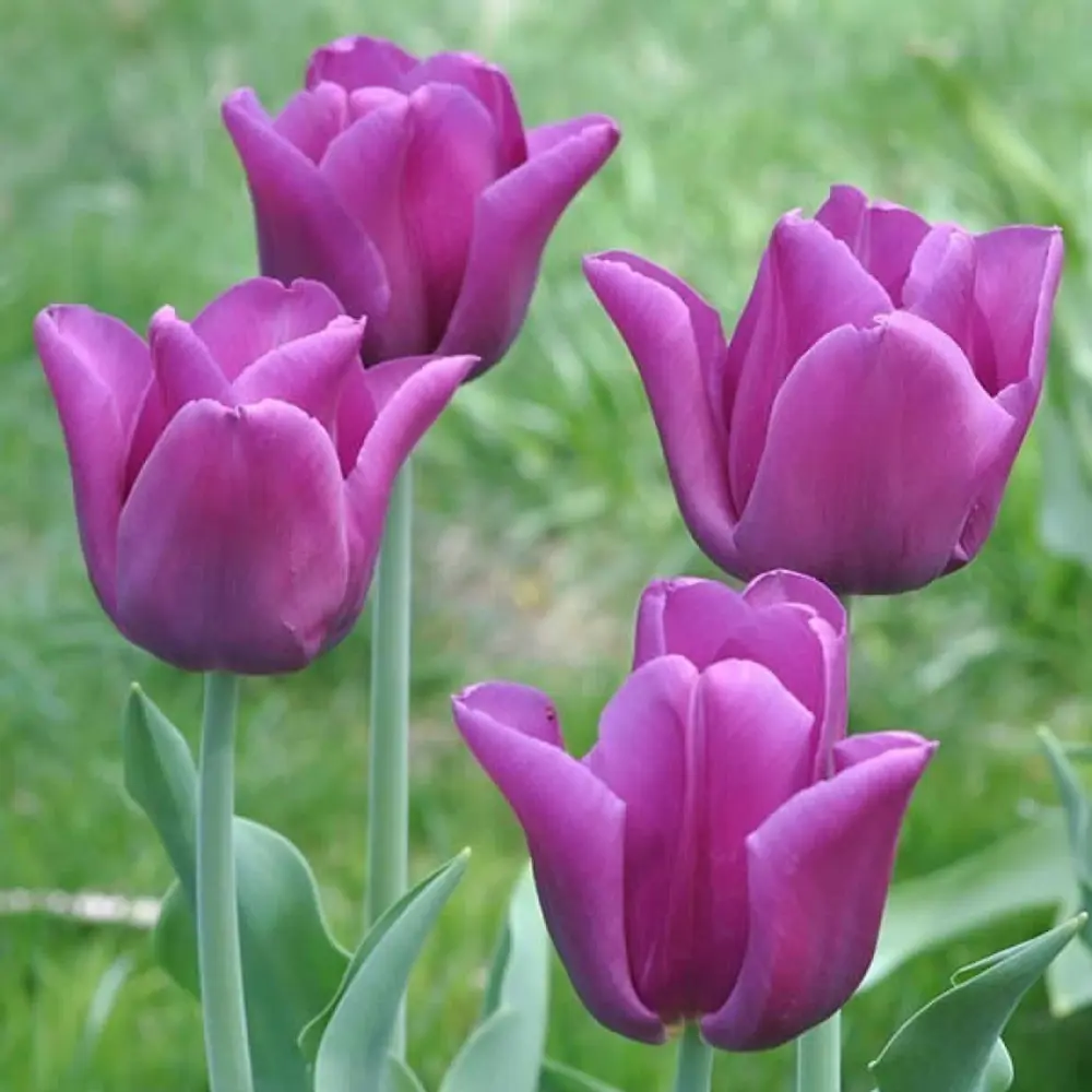 Тюльпан Geolia «Passionale» STLM-2043689