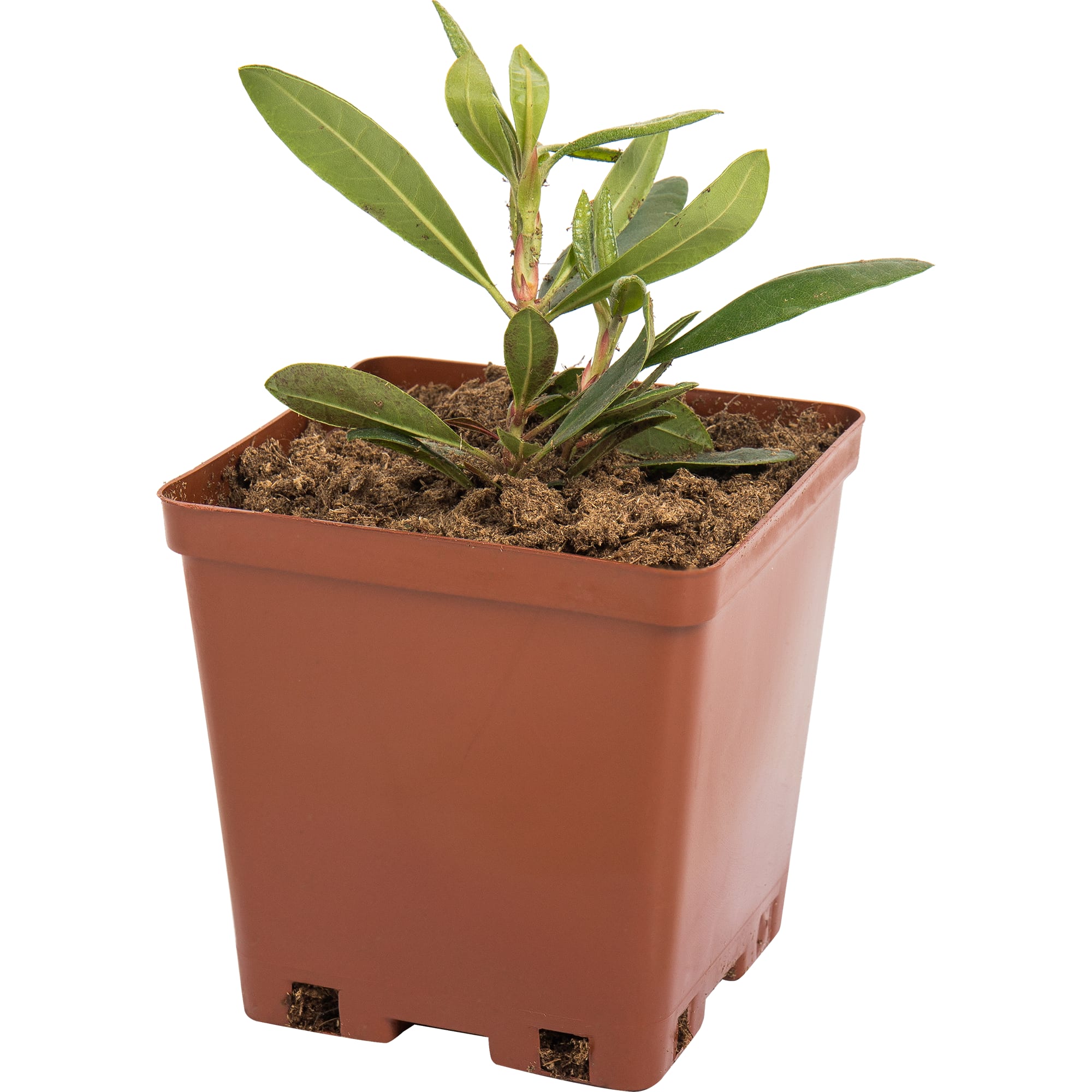 82594920 Рододендрон хельсинский «Юнивесити» 15x30 см Santreyd 