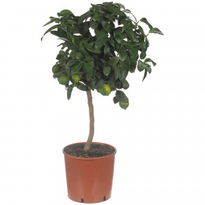 81959335 Цитрофартунелла «Микрокарпа»