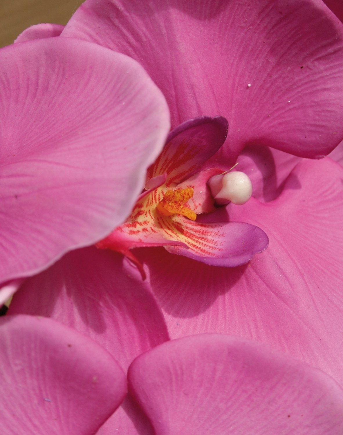 2581 420 a3 Искусственная орхидея Phalaenopsis, 103 см, real touch, вишня H-andreas  - Вид №2