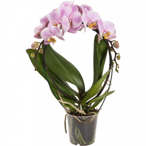 82330266 Орхидея Фаленопсис Экстра микс каскад 2 стебля ø12 h40 см