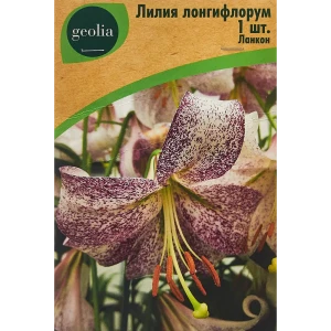 Лилия Geolia Лонгифлорум Ланкон 86408646 STLM-2143815