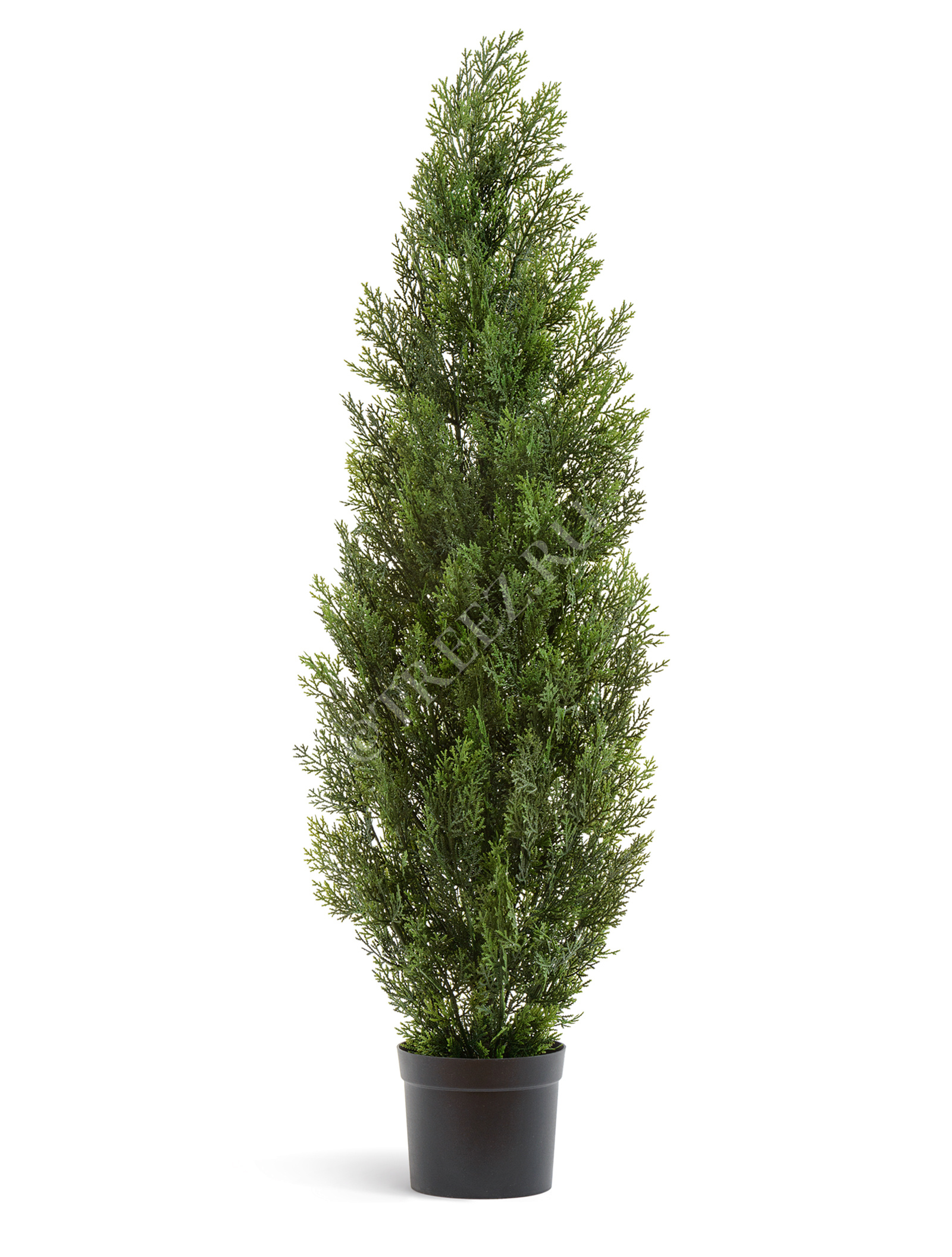 10.0215054/6N Туя Эйр Элеганс уличная Цветочная коллекция  - Вид №3