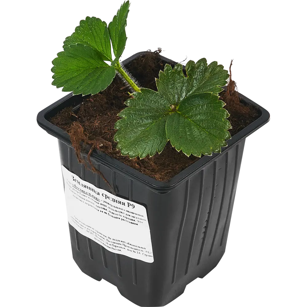 Santreyd Земляника Фестивальная микс - щедрый урожай сочных ягод 84490978 STLM-0050537