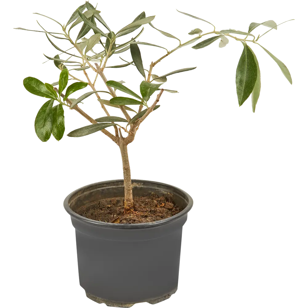 Santreyd Олива европейская — средиземномисский акцент в интерьере 83985980 STLM-0045810