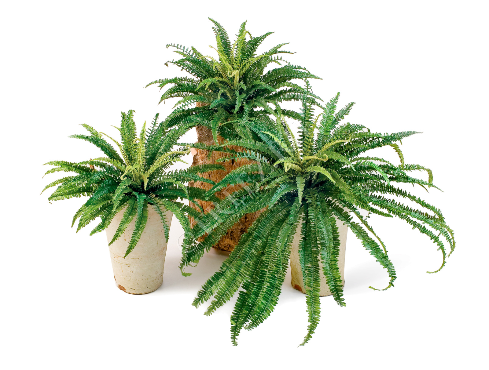 20.1318N Папоротник лесной Цветочная коллекция  - Вид №3