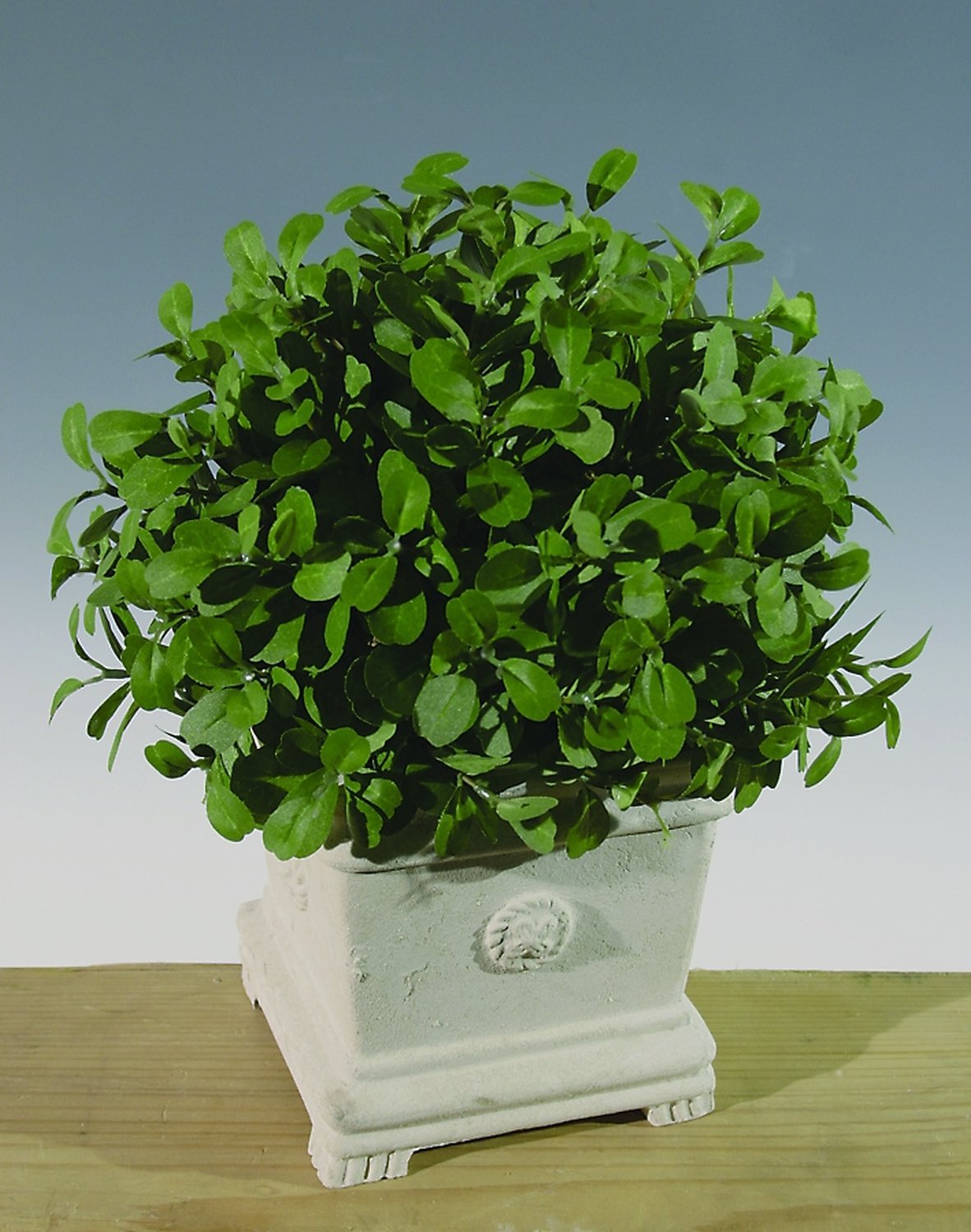 4992 883 a2 Искусственный шар самшит, горшок, 31 см, Ø 21 см, зеленый H-andreas  - Вид №1