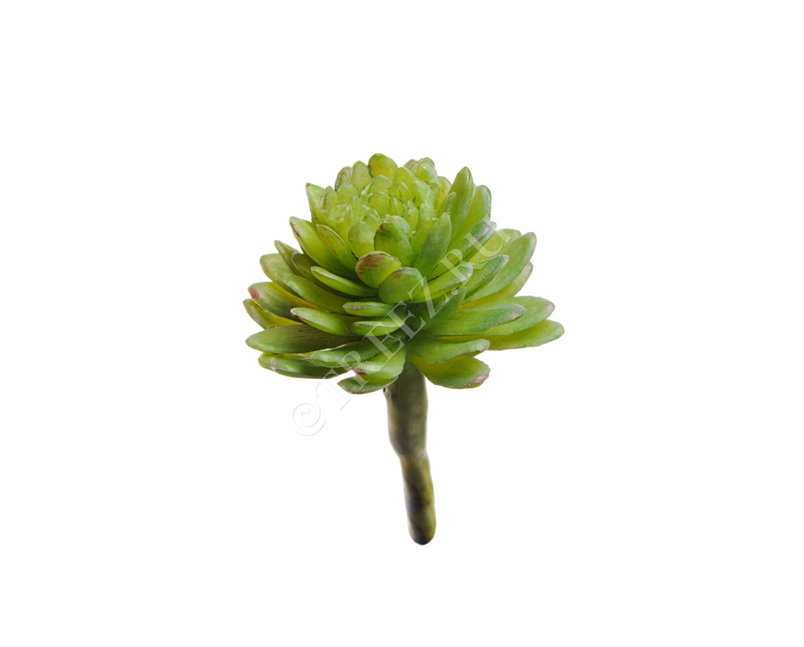 30.0616200 Мини-суккулент Эхеверия Даренберга Цветочная коллекция 