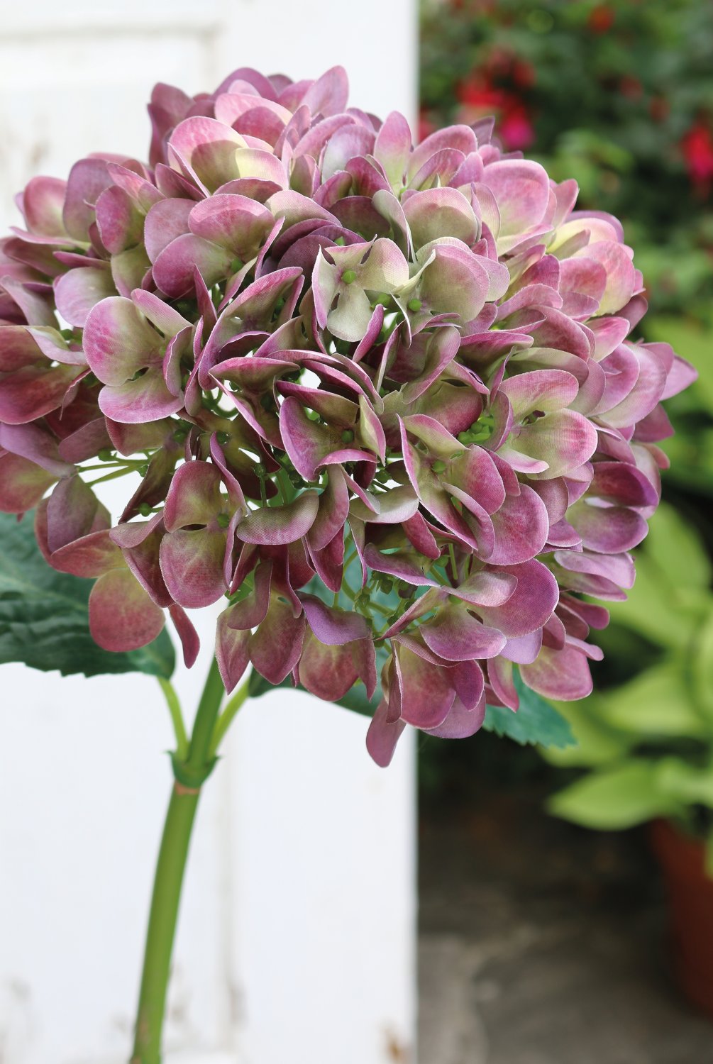 2270 208 a3 Гортензия пластиковая, 65 см, фиолетово-зеленая H-andreas  - Вид №4