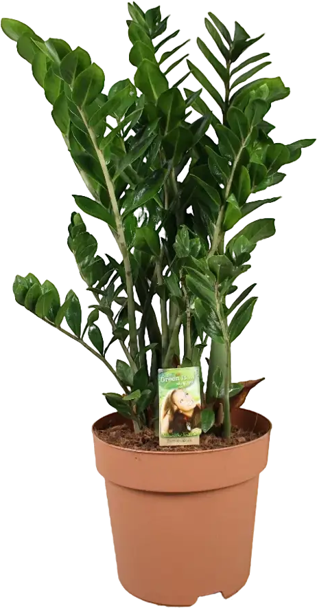 Santreyd Замиокулькас — изысканное комнатное растение с глянцевой листвой 86728034