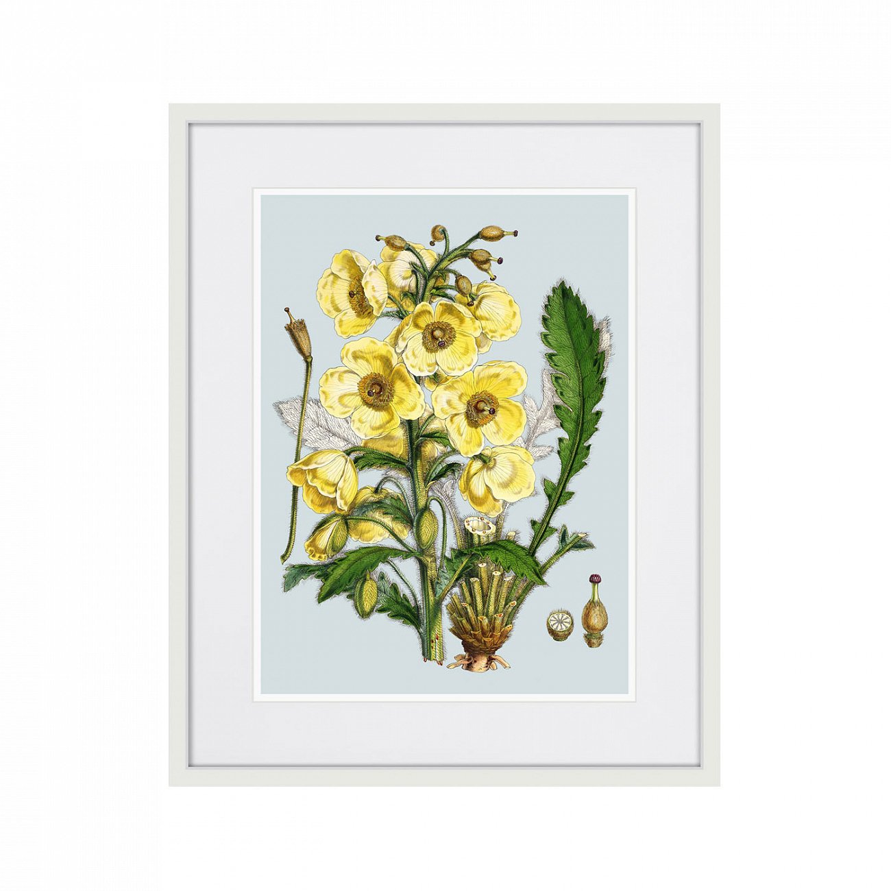 Картина в раме 52х42 см Himalaya Plants Yellow Flower, 1869г. КАРТИНЫ В КВАРТИРУ  264426 Желтый;зеленый;разноцветный  - Вид №1