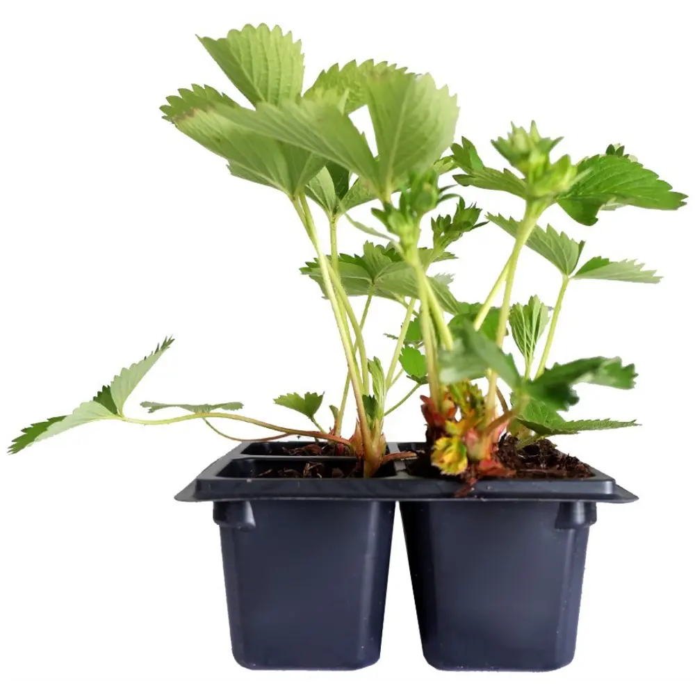 Земляника ремонтантная h13 см Santreyd STLM-2130200