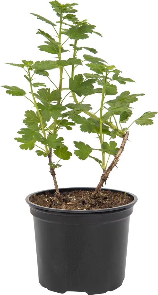 Крыжовник «Машека» от Santreyd - саженец для богатого урожая 82585424