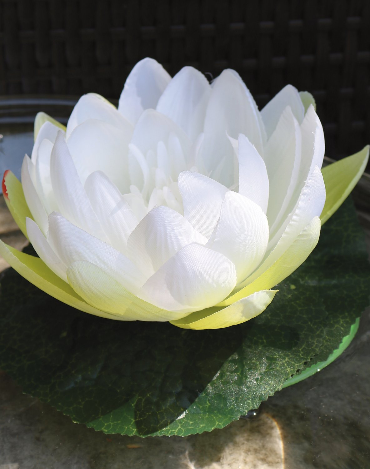 3865 778 a3 Шелковая кувшинка, плавающая, Ø 15 см, бежево-белая H-andreas  - Вид №3