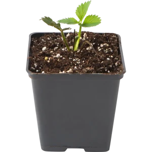 Земляника садовая «Эльвира» 9x15 см