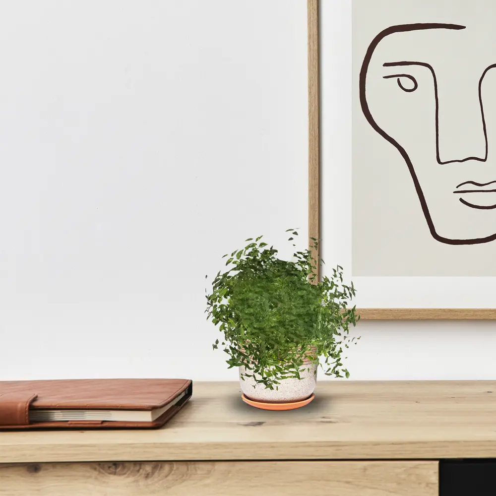 Santreyd Традесканция микс в подвесном кашпо - живой декор для интерьера 82560376 STLM-0029922 - Вид №3