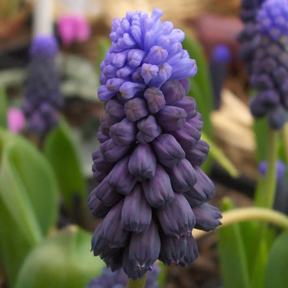 Мускари Geolia «Latifolium» 15045172 STLM-2014172 