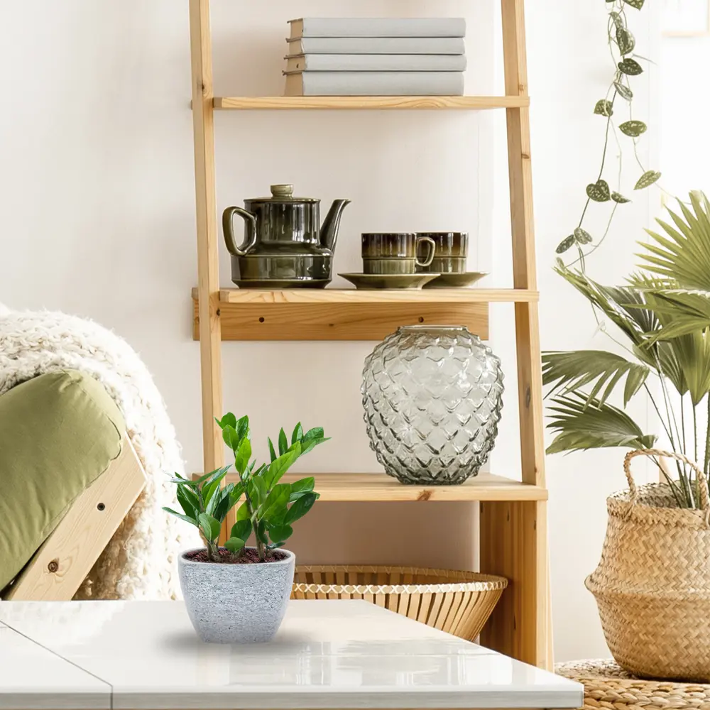 Santreyd Замиокулькас - элегантное долларовое дерево для интерьера 14750671 STLM-0005098 - Вид №2