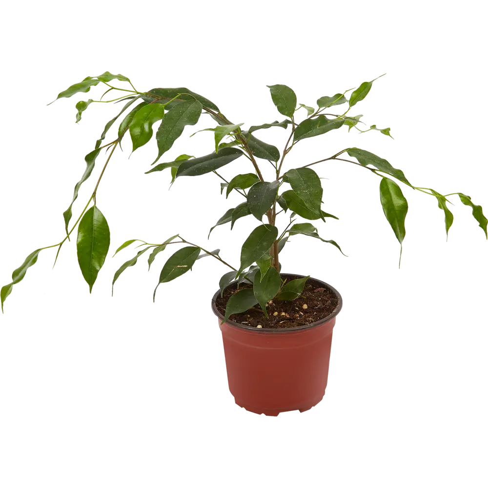 Фикус Бенджамина Анастасия от Santreyd — элегантное комнатное дерево 82741525 STLM-0035254