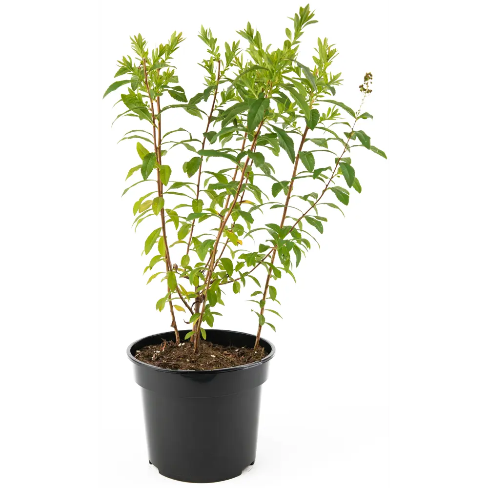 Спирея иволистная Alba от Santreyd — элегантный цветущий кустарник для сада 85292559 STLM-0965465