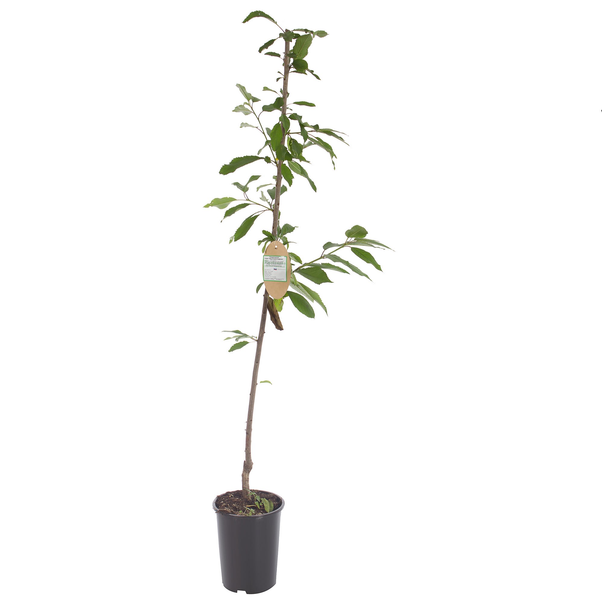 18654580 Черешня «Крупноплодная» 7 л Santreyd 