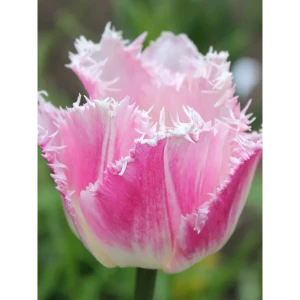 Тюльпан бахромчатый Даллас - 3 луковицы с игольчатой бахромой 88757530