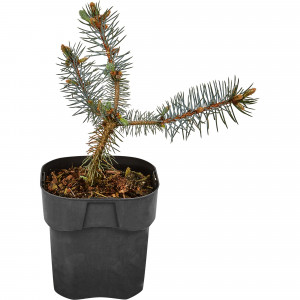 82601626 Ель колючая «Хупси» 17x20 см