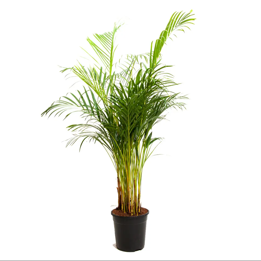 Santreyd Арека Пальма — тропический акцент для вашего интерьера 86749958 STLM-0071213