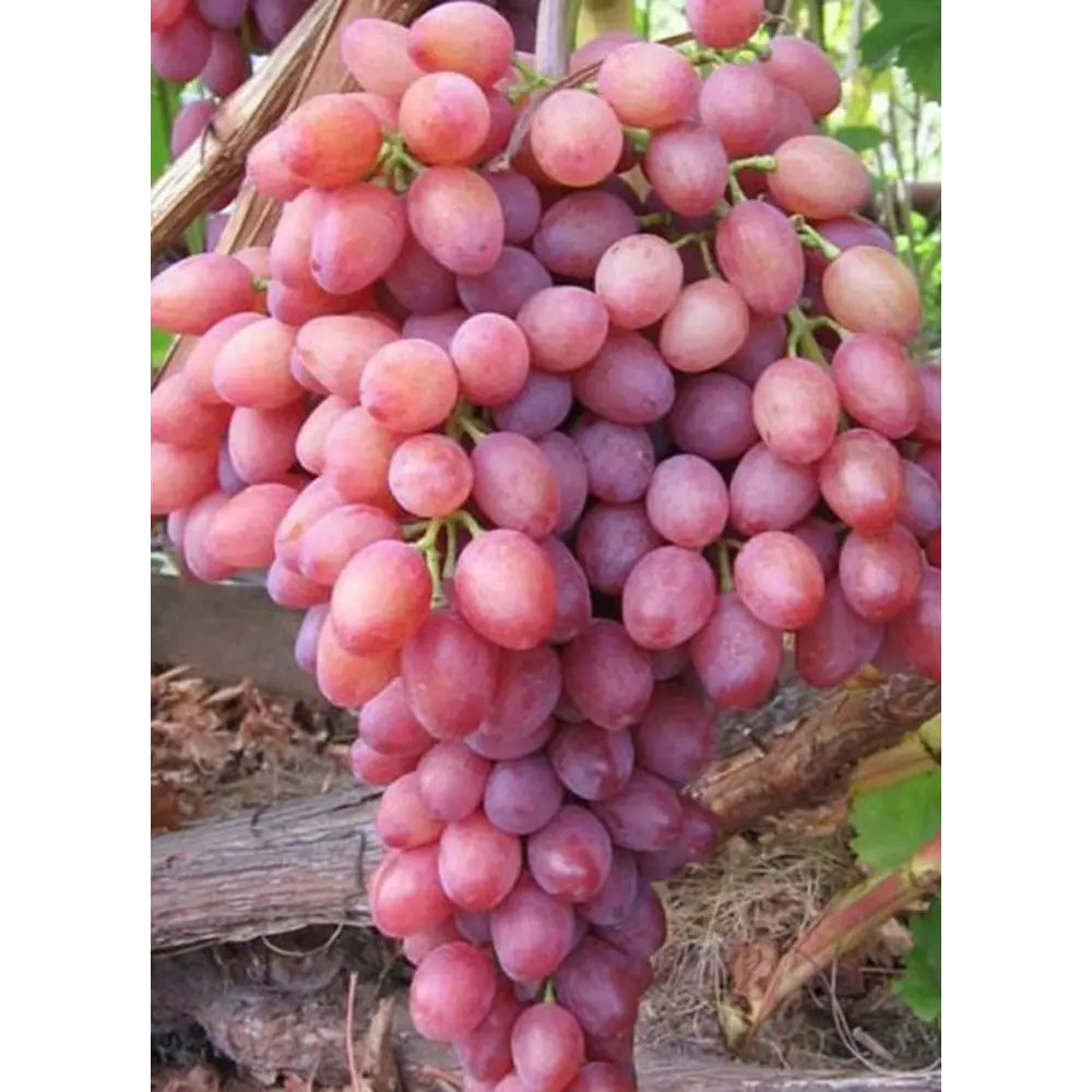 Виноград кишмиш Лучистый ø19 h55 см PLANTMARKET STLM-2200775